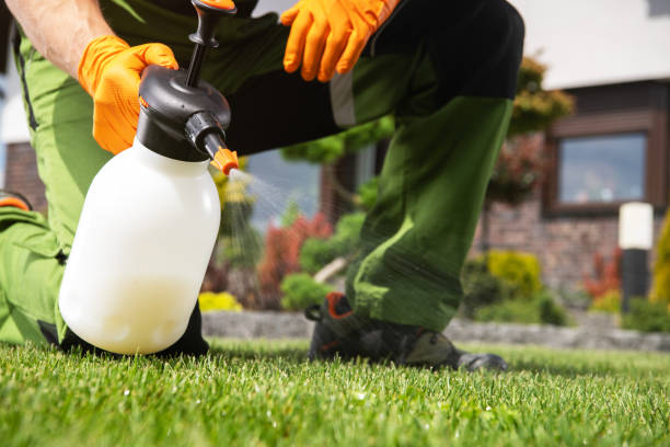 Best Flea Control Services  in Pierce City, MO