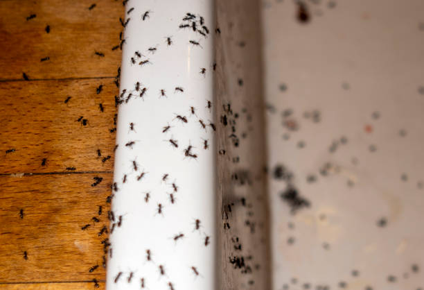 Best Emergency Pest Control  in Pierce City, MO